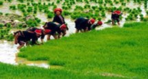 Vietnam Travel Guide